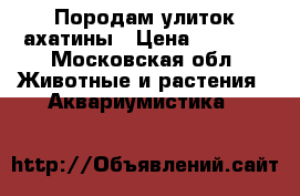 Породам улиток ахатины › Цена ­ 1 000 - Московская обл. Животные и растения » Аквариумистика   
